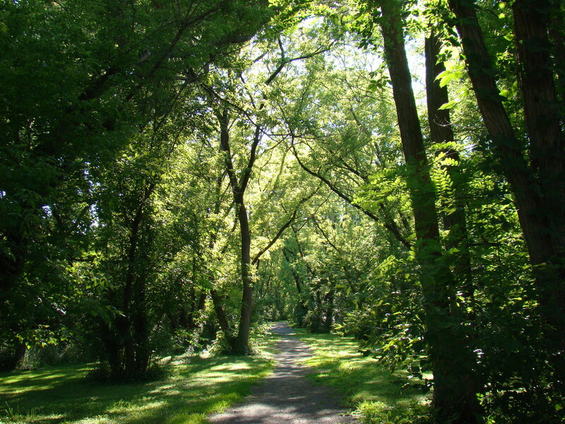 Path Through Forest — Green, Serene, Afternoon, Photograph, Trees, Grass