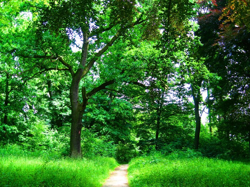 Path Through Forest — Green, Serene, Afternoon, Photograph, Trees, Grass, Trail