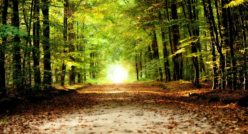 Path Through Forest — Green, Serene, Afternoon, Photograph, Trees, Leaves, Light