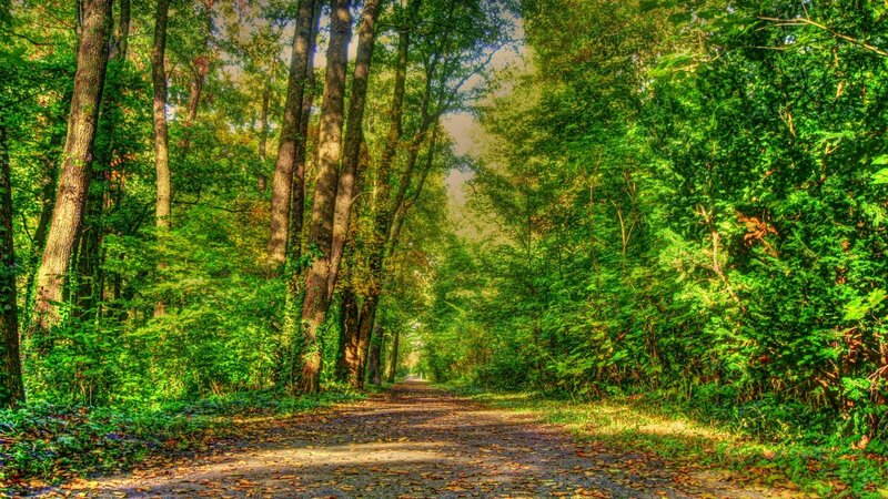 Path Through Forest — Green, Serene, Afternoon, Photograph, Trees, Leaves, Sunlight