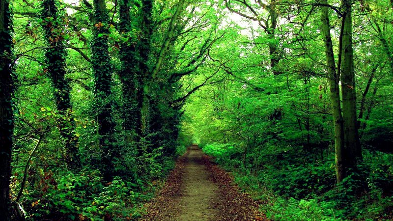 Path Through Forest — Green, Serene, Afternoon, Photograph, Trees, Leaves