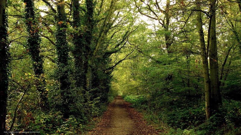 Path Through Forest — Green, Serene, Afternoon, Photograph, Trees, Leaves, Trail