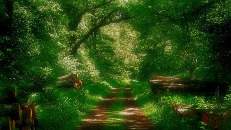 Path Through Forest — Green, Serene, Afternoon, Photograph, Trees, Logs