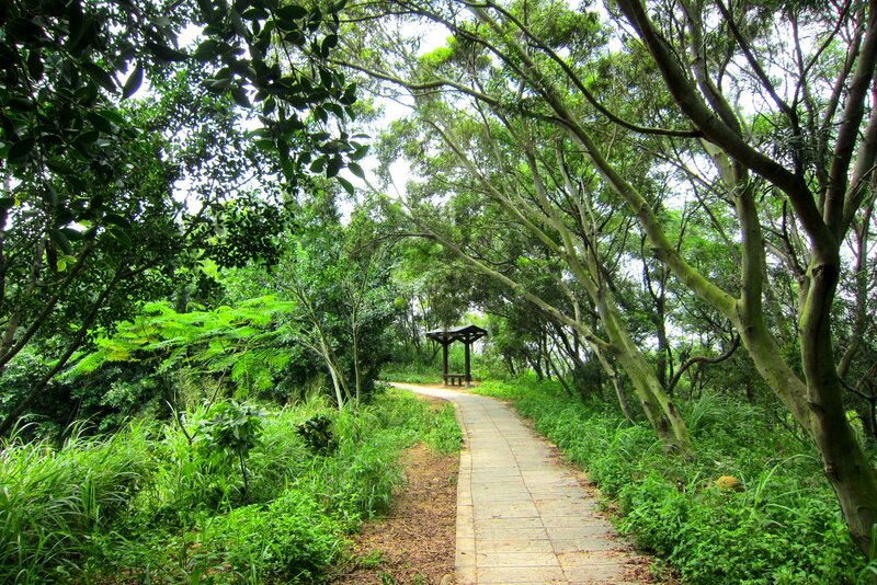 Path Through Forest — Green, Serene, Afternoon, Photograph, Trees, Pavement