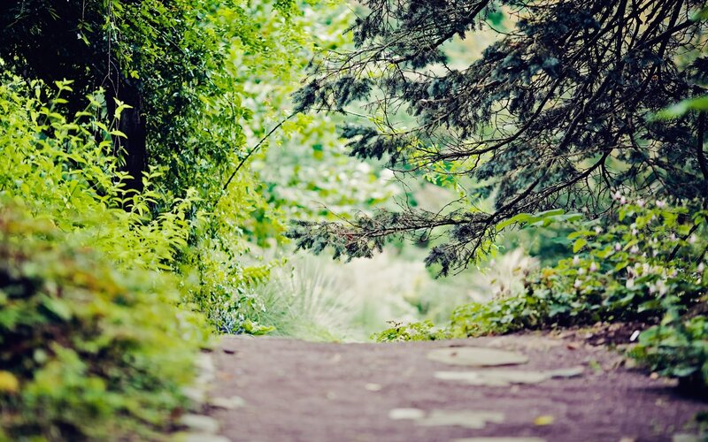 Path Through Forest — Green, Serene, Afternoon, Photograph, Trees, Plants