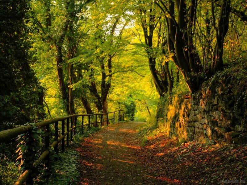 Path Through Forest — Green, Serene, Afternoon, Photograph, Trees, Stone Wall