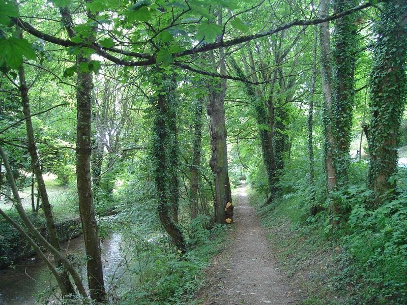 Path Through Forest — Green, Serene, Afternoon, Photograph, Trees, Stream