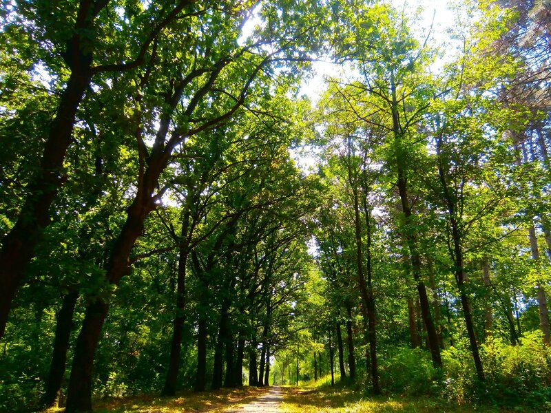 Path Through Forest — Green, Serene, Afternoon, Photograph, Trees, Sunlight, Dirt Path