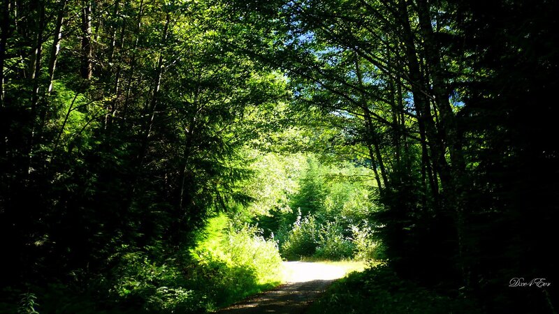 Path Through Forest — Green, Serene, Afternoon, Photograph, Trees, Sunlight, Grass, Brown, White