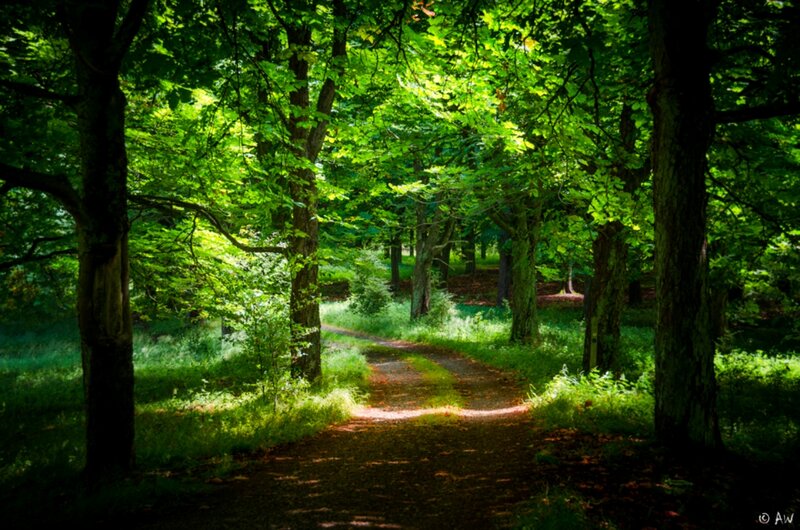 Path Through Forest — Green, Serene, Afternoon, Photograph, Trees, Sunlight, Grass