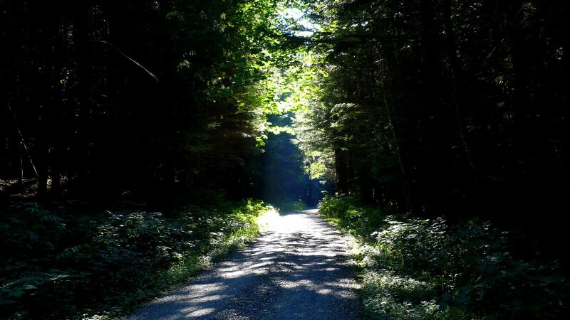 Path Through Forest — Green, Serene, Afternoon, Photograph, Trees, Sunlight, Gravel Path