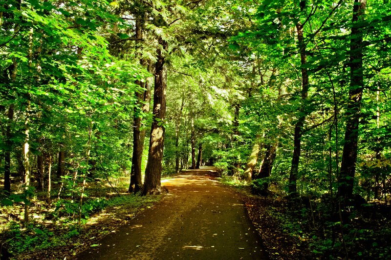 Path Through Forest — Green, Serene, Afternoon, Photograph, Trees, Sunlight, Leaves