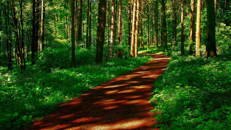 Path Through Forest — Green, Serene, Afternoon, Photograph, Trees, Sunlight, Shadows