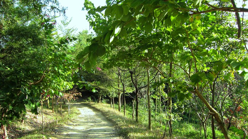 Path Through Forest — Green, Serene, Afternoon, Photograph, Trees, Sunlight