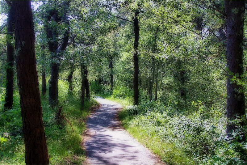 Path Through Forest — Green, Serene, Afternoon, Photograph, Trees