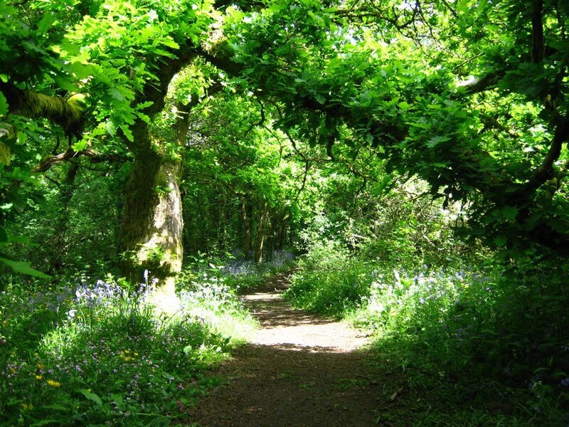 Path Through Forest — Green, Serene, Afternoon