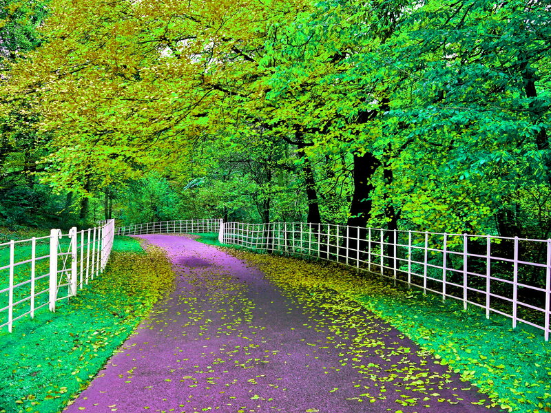 Path Through Forest — Green, Serene, Autumn, Photograph, Fence
