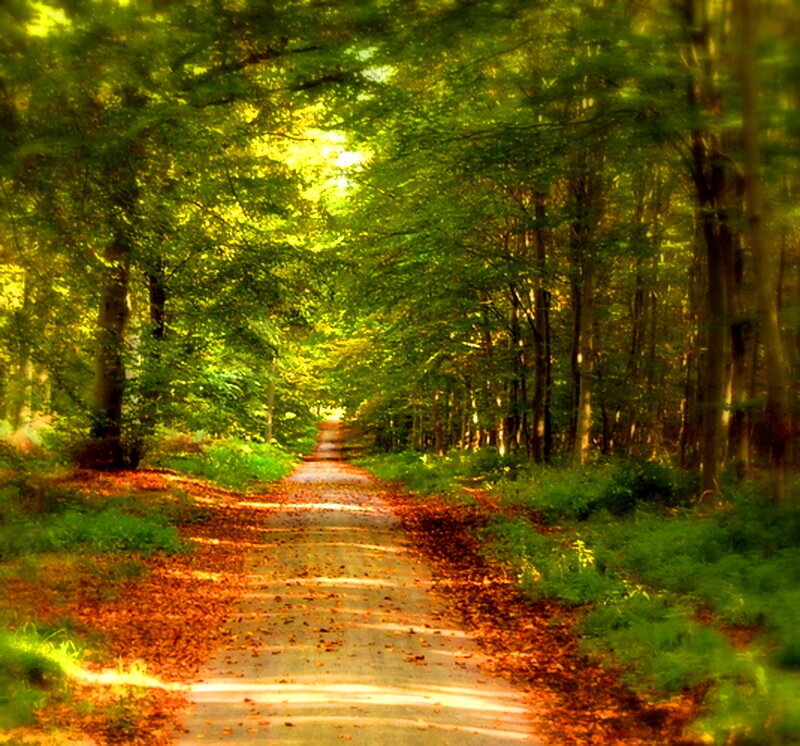 Path Through Forest — Green, Serene, Autumn, Photograph