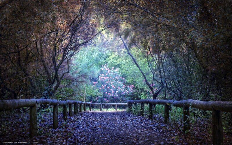 Path Through Forest — Green, Serene, Autumn, Photograph, Trees, Flowers, Fence