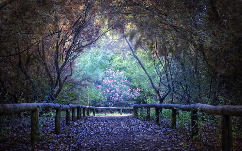 Path Through Forest — Green, Serene, Autumn, Photograph, Trees, Flowers