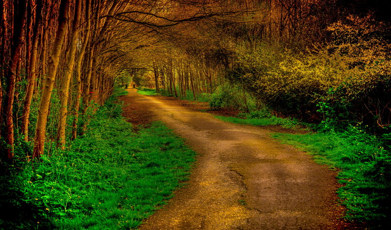 Path Through Forest — Green, Serene, Autumn, Photograph, Trees, Grass, Bushes