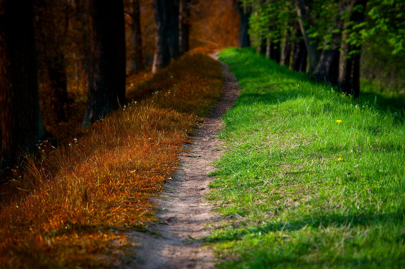 Path Through Forest — Green, Serene, Autumn, Photograph, Trees, Grass, Dirt