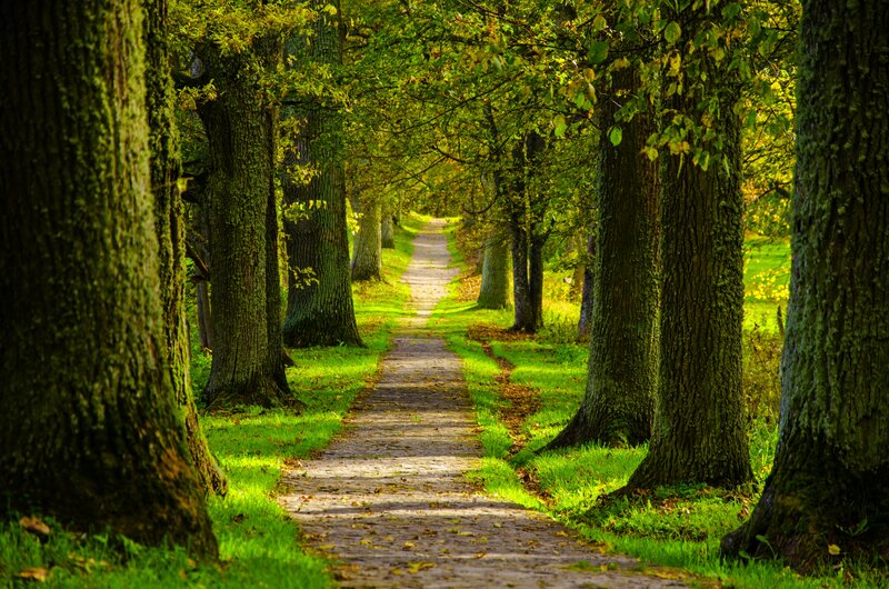Path Through Forest — Green, Serene, Autumn, Photograph, Trees, Grass, Leaves