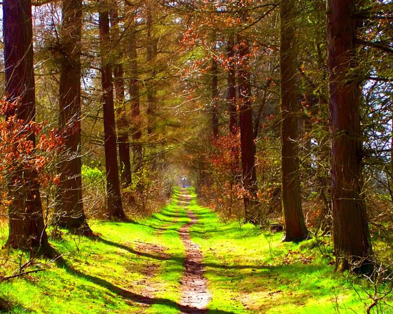 Path Through Forest — Green, Serene, Autumn, Photograph, Trees, Grass