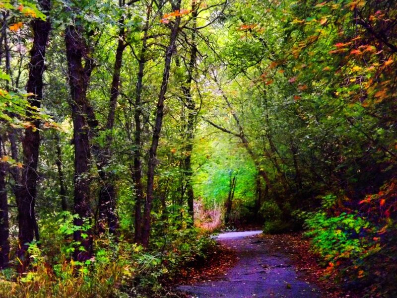 Path Through Forest — Green, Serene, Autumn, Photograph, Trees, Leaves