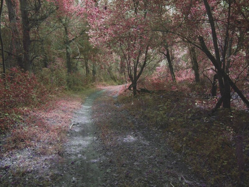 Path Through Forest — Green, Serene, Autumn, Photograph, Trees, Leaves, Trail