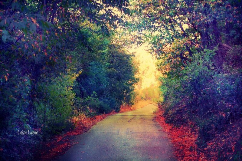 Path Through Forest — Green, Serene, Autumn, Photograph, Trees