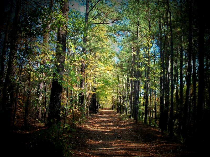 Path Through Forest — Green, Serene, Autumn