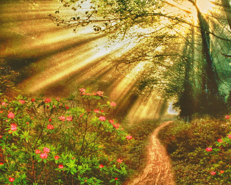 Path Through Forest — Green, Serene, Morning, Digital Art, Flowers