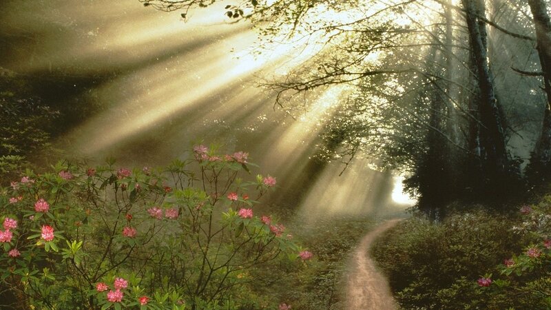Path Through Forest — Green, Serene, Morning, Photograph, Flowers, Sunbeams, Trees