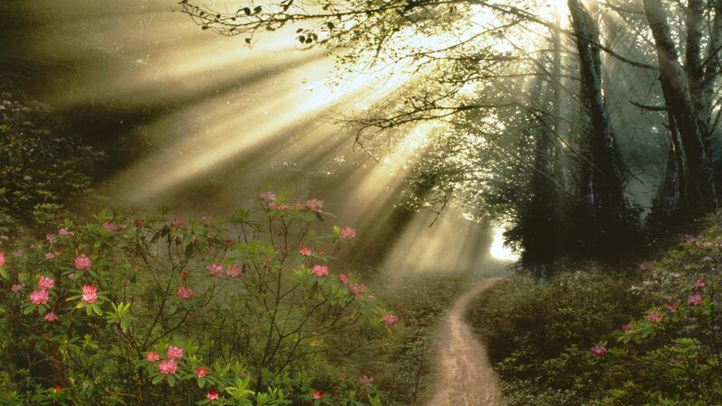 Path Through Forest — Green, Serene, Morning, Photograph, Flowers