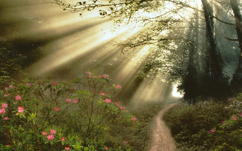 Path Through Forest — Green, Serene, Morning, Photograph, Flowers, Trees
