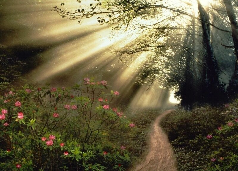 Path Through Forest — Green, Serene, Morning, Photograph, Sunbeams