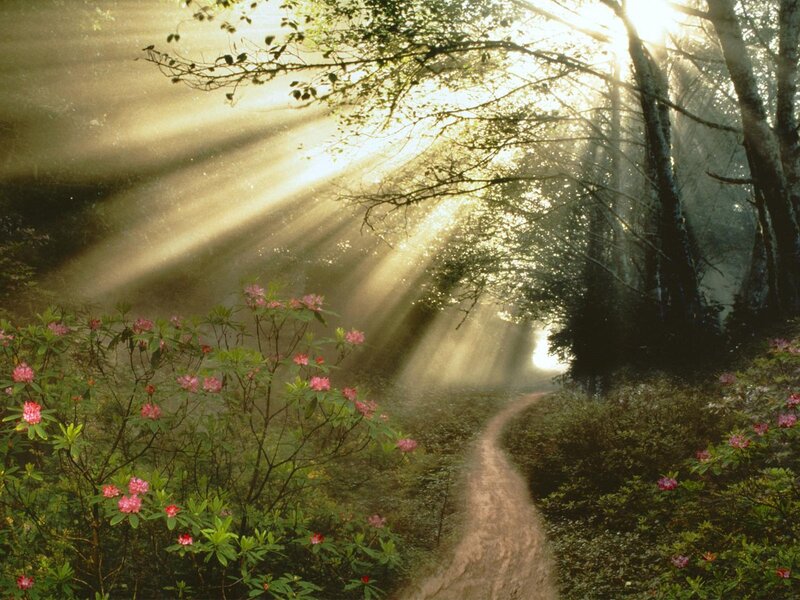 Path Through Forest — Green, Serene, Morning, Photograph, Sunlight, Flowers, Trees, Brown, Yellow