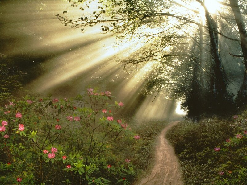 Path Through Forest — Green, Serene, Morning, Photograph, Sunlight