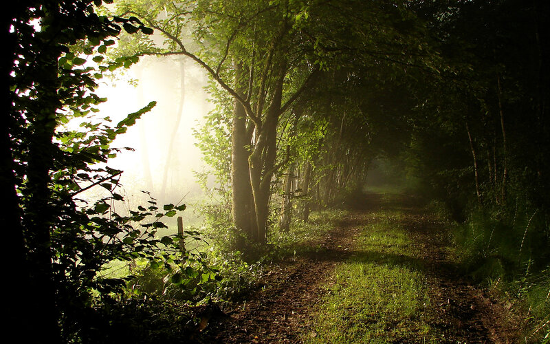 Path Through Forest — Green, Serene, Morning, Photograph
