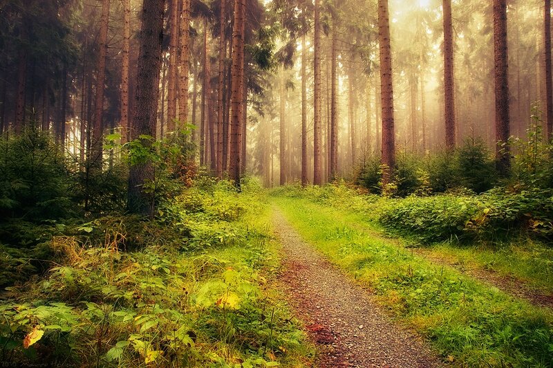 Path Through Forest — Green, Serene, Morning, Photograph, Trees, Fog, Grass, Brown