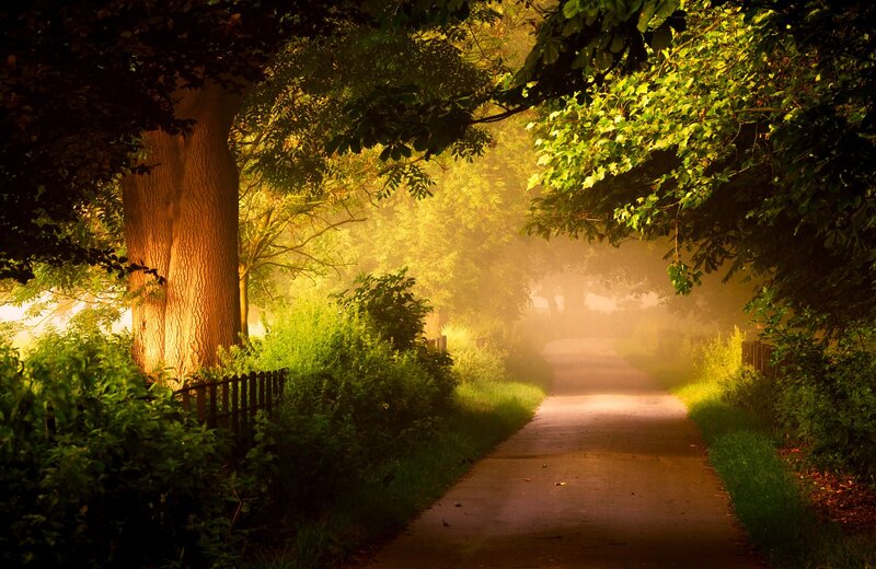 Path Through Forest — Green, Serene, Morning, Photograph, Trees, Fog, Sunlight