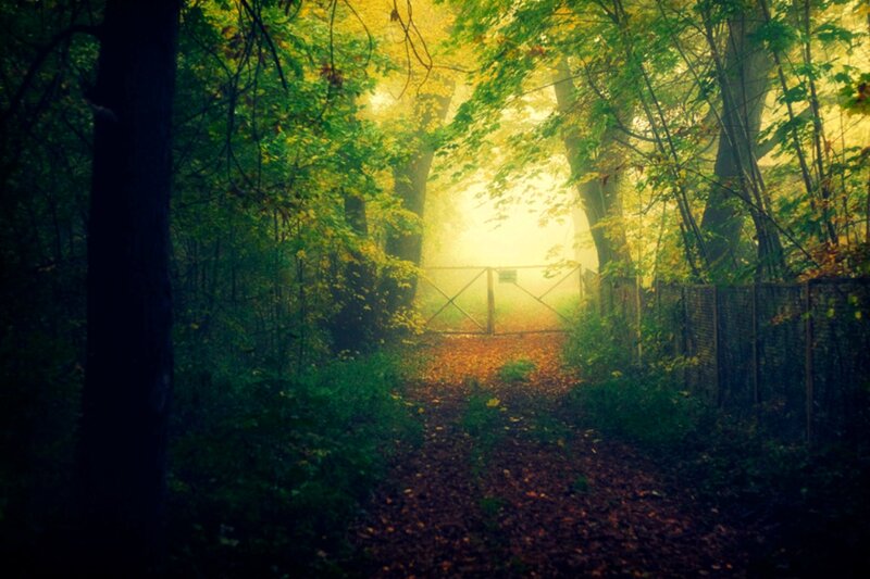Path Through Forest — Green, Serene, Morning, Photograph, Trees, Gate