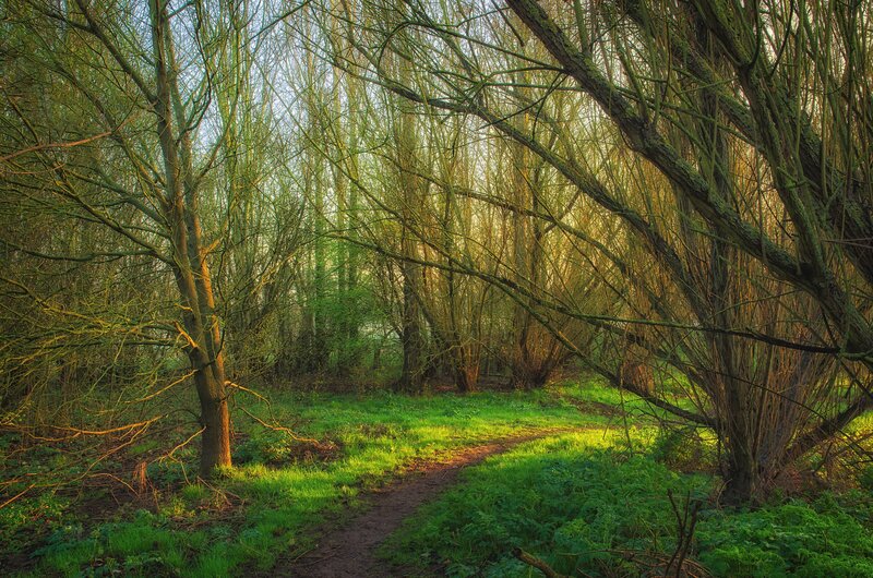 Path Through Forest — Green, Serene, Morning, Photograph, Trees, Grass, Sunlight