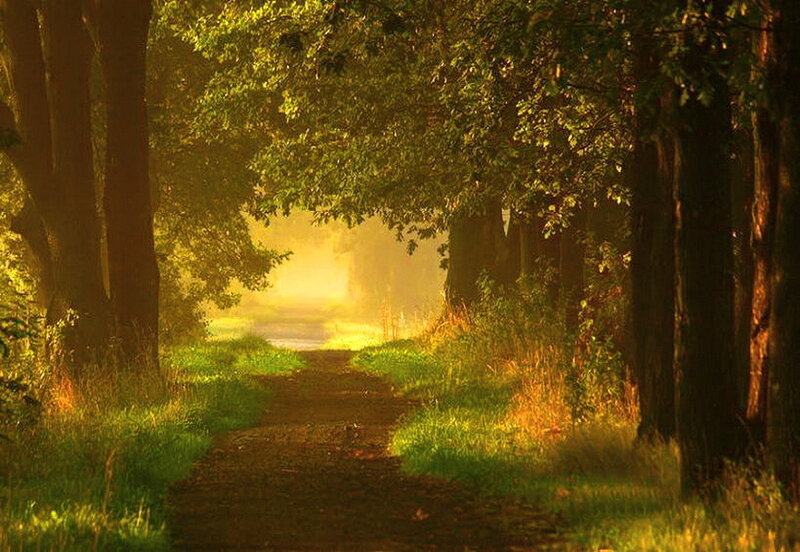 Path Through Forest — Green, Serene, Morning, Photograph, Trees, Grass