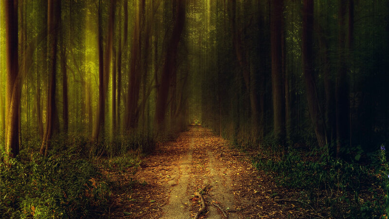 Path Through Forest — Green, Serene, Morning, Photograph, Trees, Leaves