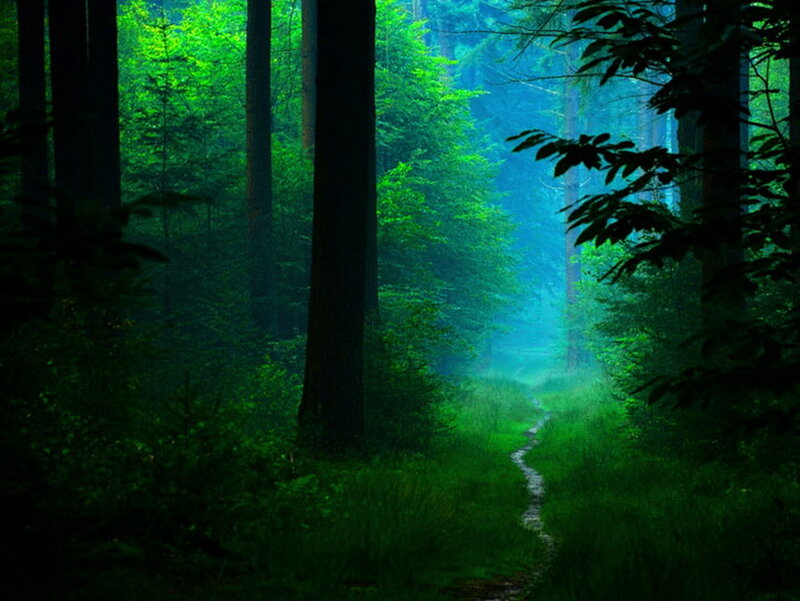 Path Through Forest — Green, Serene, Morning, Photograph, Trees, Mist