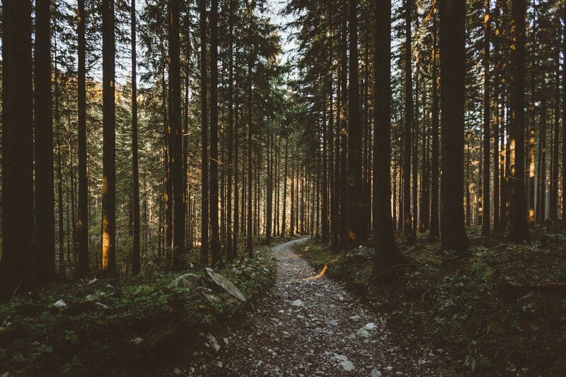 Path Through Forest — Green, Serene, Morning, Photograph, Trees, Rocks