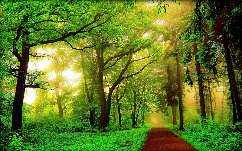 Path Through Forest — Green, Serene, Morning, Photograph, Trees, Sunlight, Fog
