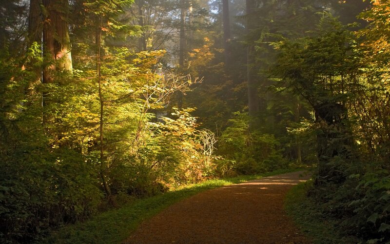 Path Through Forest — Green, Serene, Morning, Photograph, Trees, Sunlight, Foliage